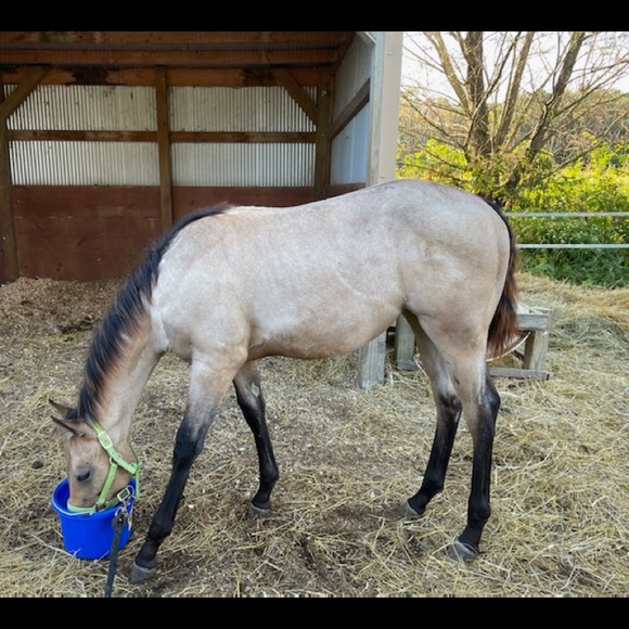 Meet your Posher, Martha (well two of my hobby) - Picture 2 of 8